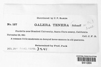 Conocybe tenera image